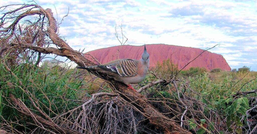 Crested Pigeon (Ocyphaps lophotes) at Uluru