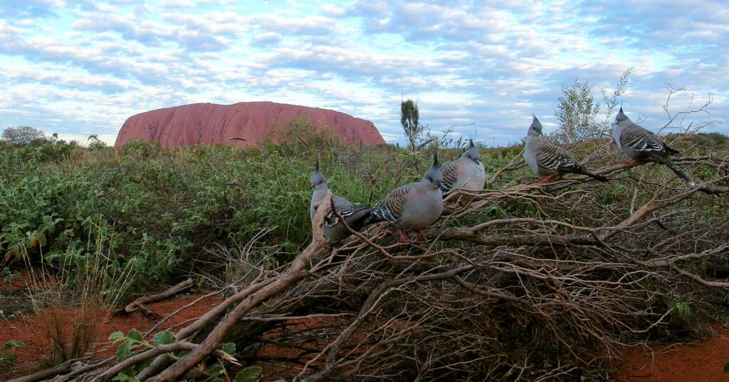 Crested Pigeons (Ocyphaps lophotes) at Uluru