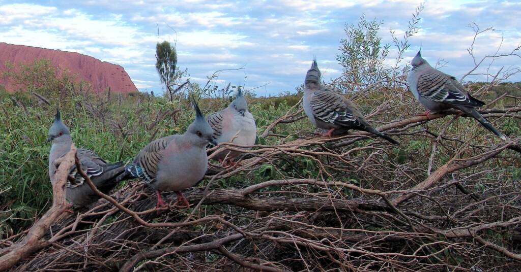 Crested Pigeons (Ocyphaps lophotes) at Uluru