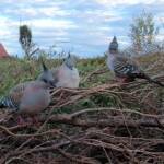 Crested Pigeons (Ocyphaps lophotes) at Uluru