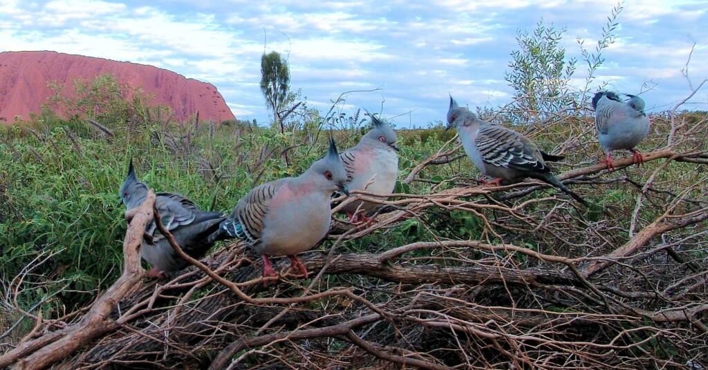 Crested Pigeons (Ocyphaps lophotes) at Uluru
