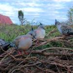 Crested Pigeons (Ocyphaps lophotes) at Uluru