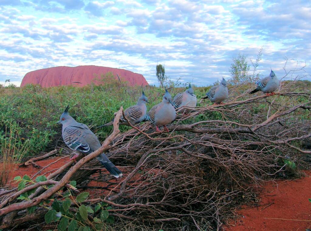 Crested Pigeons (Ocyphaps lophotes) at Uluru