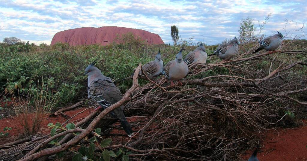 Crested Pigeons (Ocyphaps lophotes) at Uluru