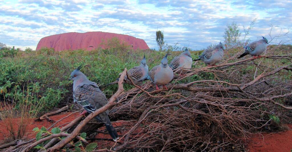 Crested Pigeons (Ocyphaps lophotes) at Uluru