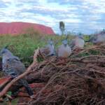 Crested Pigeons (Ocyphaps lophotes) at Uluru