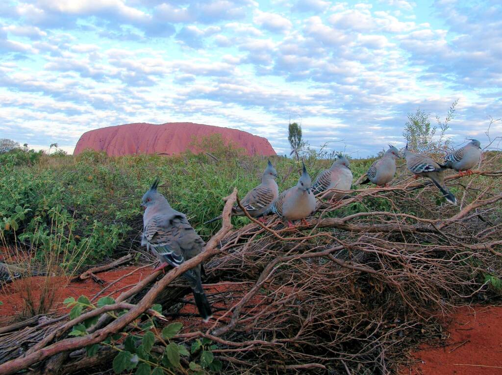 Crested Pigeons (Ocyphaps lophotes) at Uluru