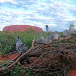 Crested Pigeons (Ocyphaps lophotes) at Uluru