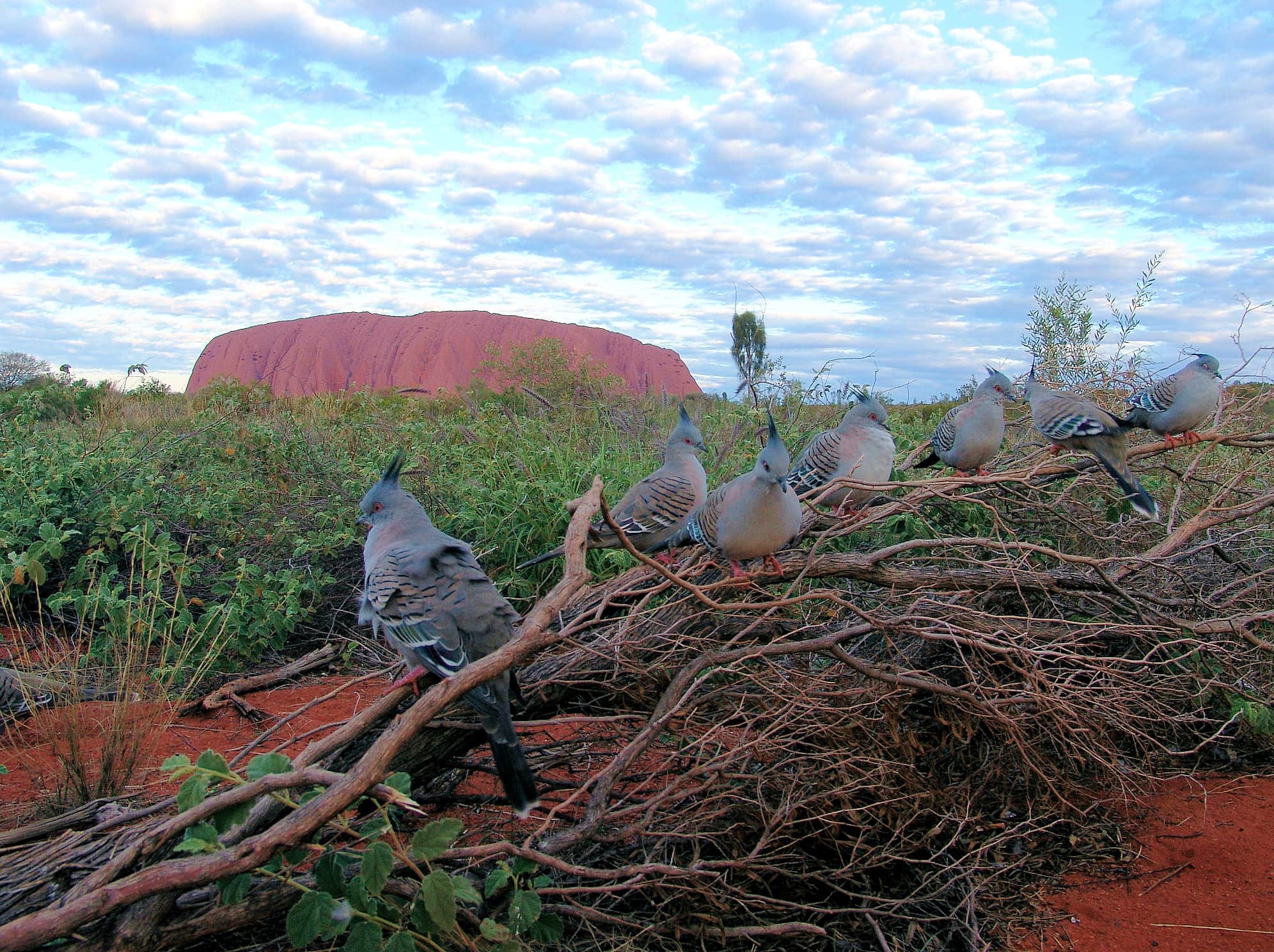 Crested Pigeons (Ocyphaps lophotes) at Uluru