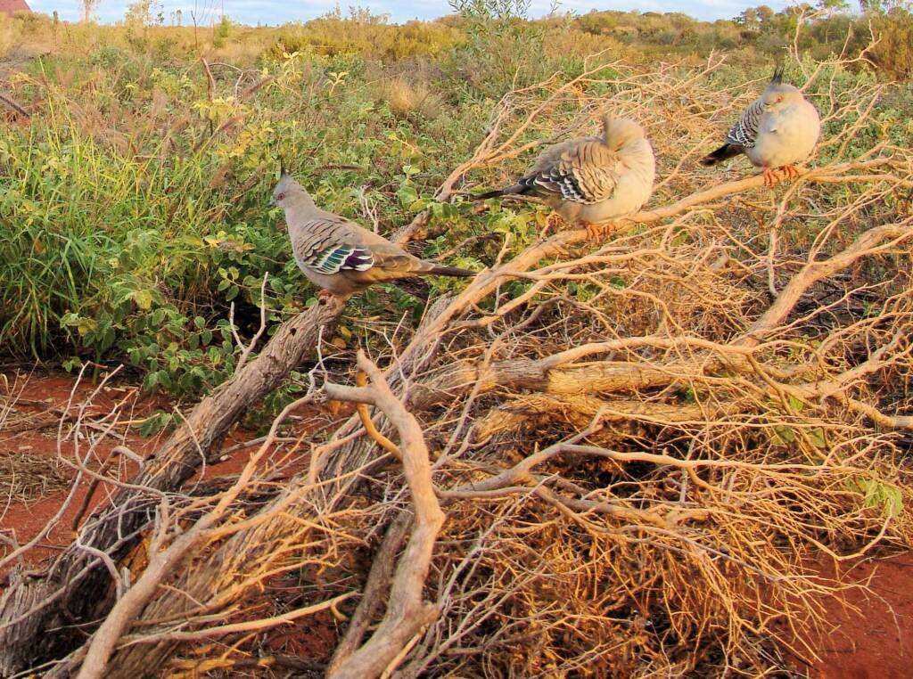 Crested Pigeon (Ocyphaps lophotes) at Uluru