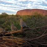 Crested Pigeon (Ocyphaps lophotes) at Uluru