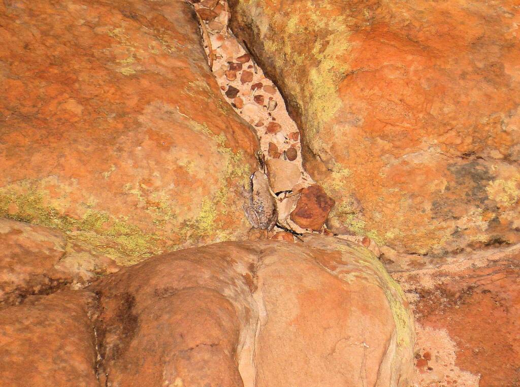 Desert Tree Frog, Kings Canyon