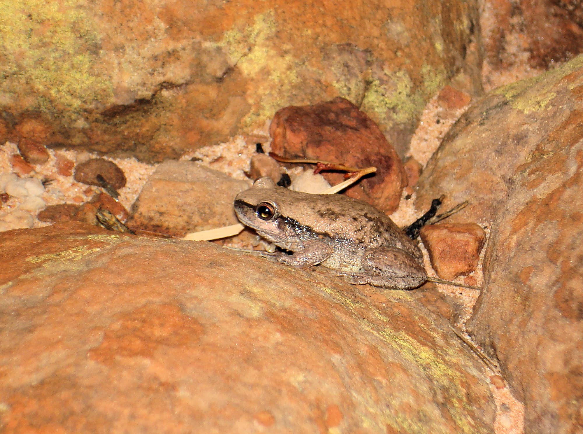 Desert Tree Frog, Kings Canyon