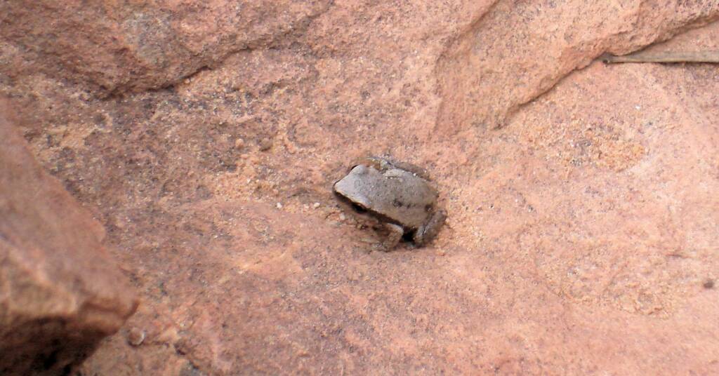 Desert Tree Frog, Kings Canyon