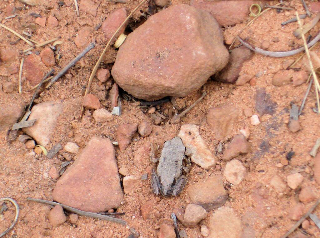 Desert Tree Frog, Kings Canyon