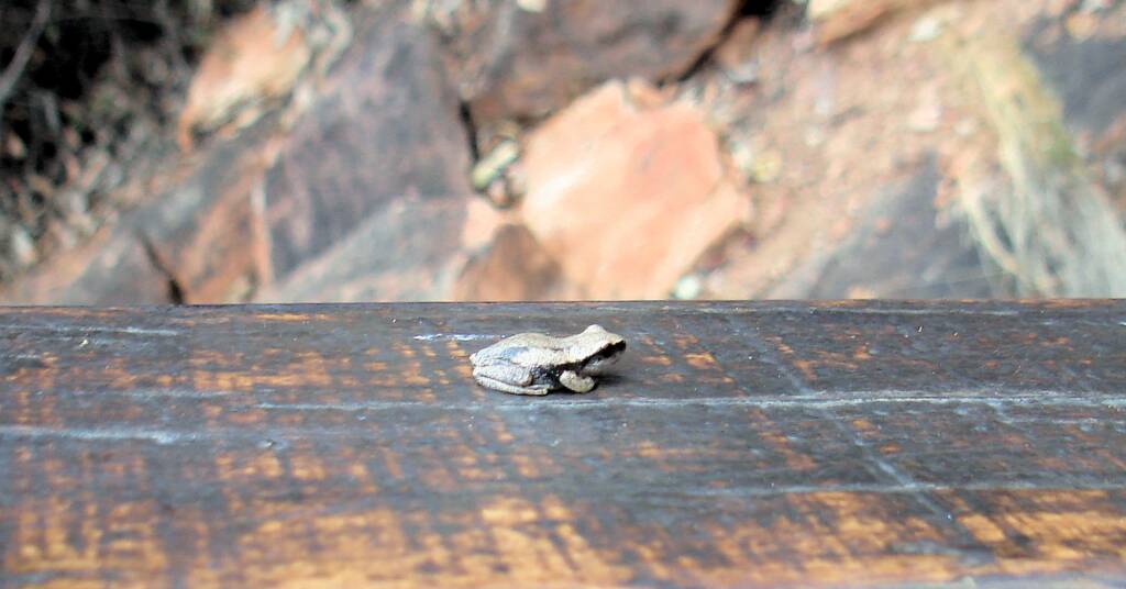 Desert Tree Frog, Kings Canyon