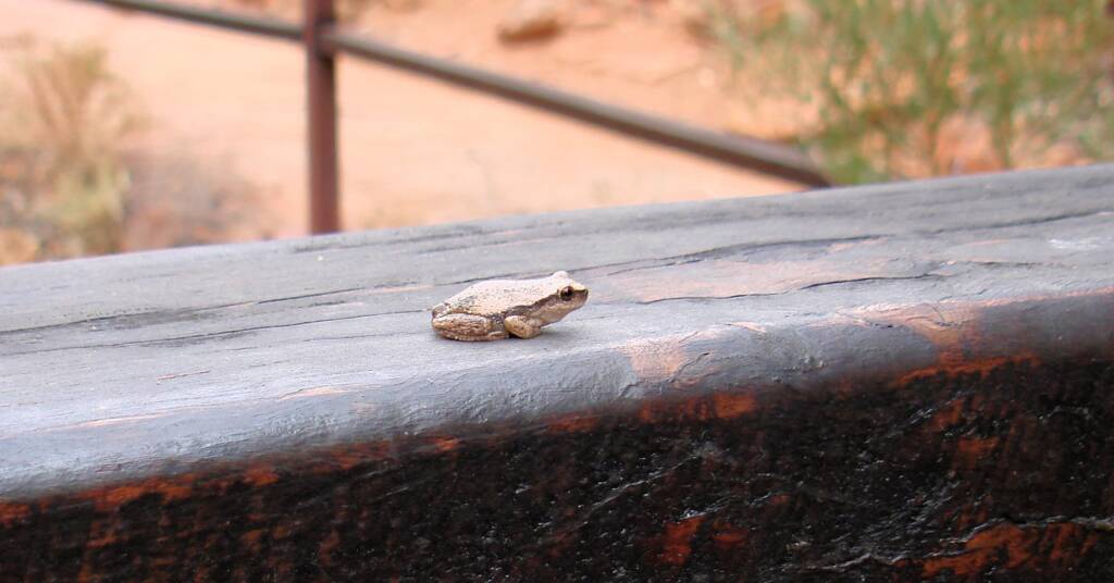 Desert Tree Frog, Kings Canyon