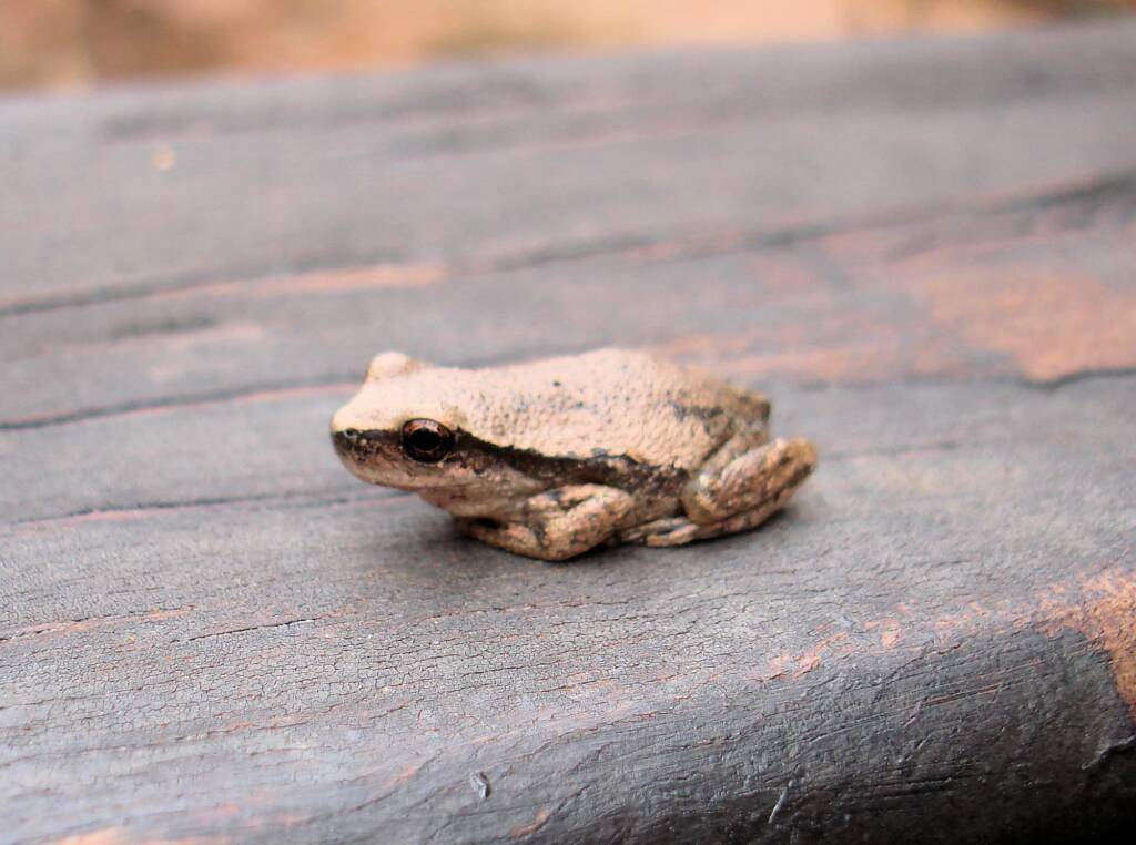 Desert Tree Frog, Kings Canyon