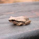 Desert Tree Frog, Kings Canyon