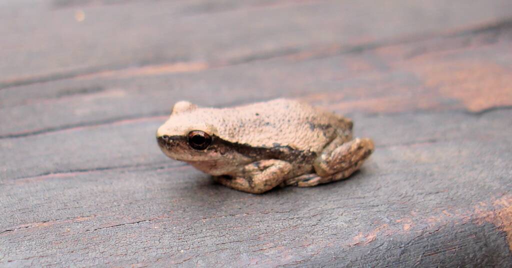 Desert Tree Frog, Kings Canyon