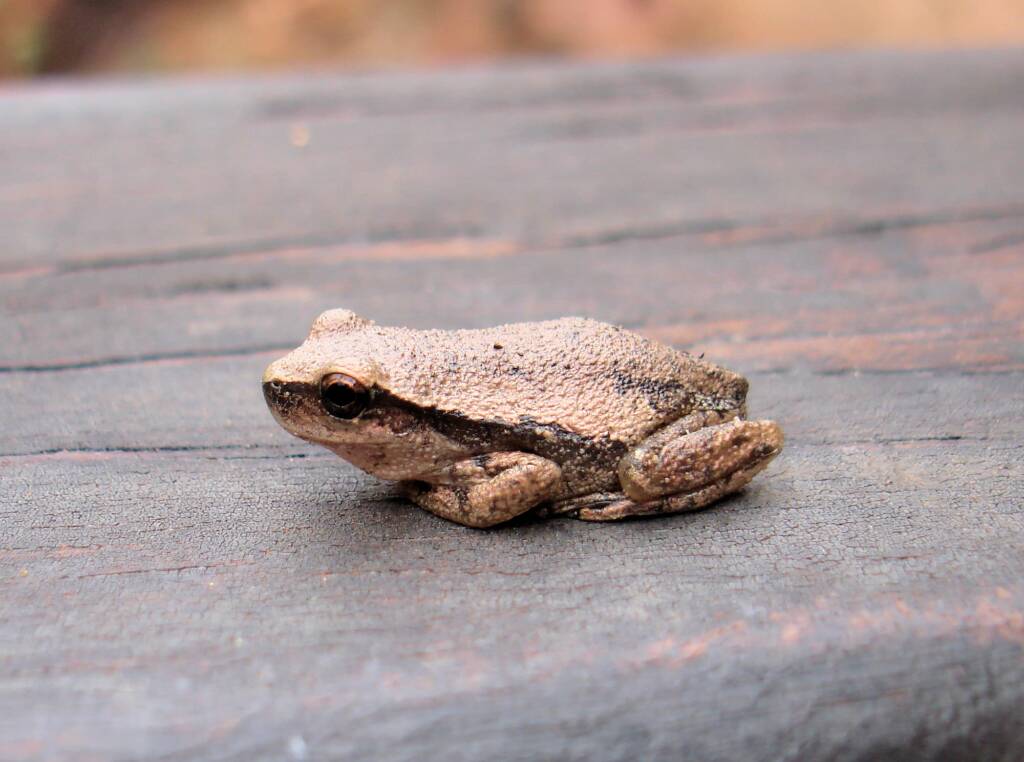Desert Tree Frog, Kings Canyon