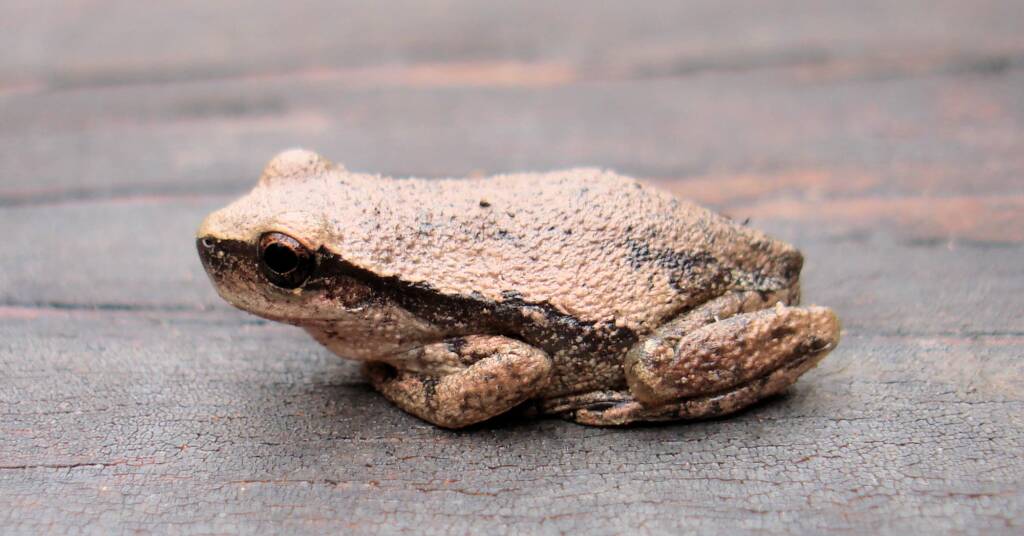 Desert Tree Frog, Kings Canyon