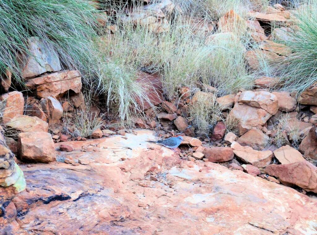 Diamond Dove (Geopelia cuneata), Ormiston Gorge, NT