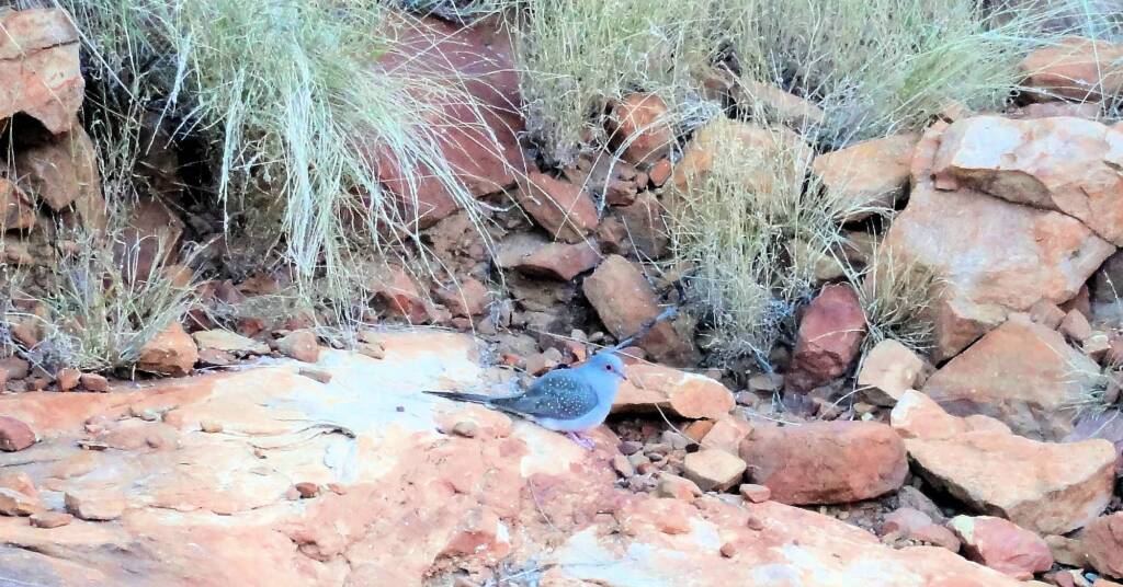Diamond Dove (Geopelia cuneata), Ormiston Gorge, NT