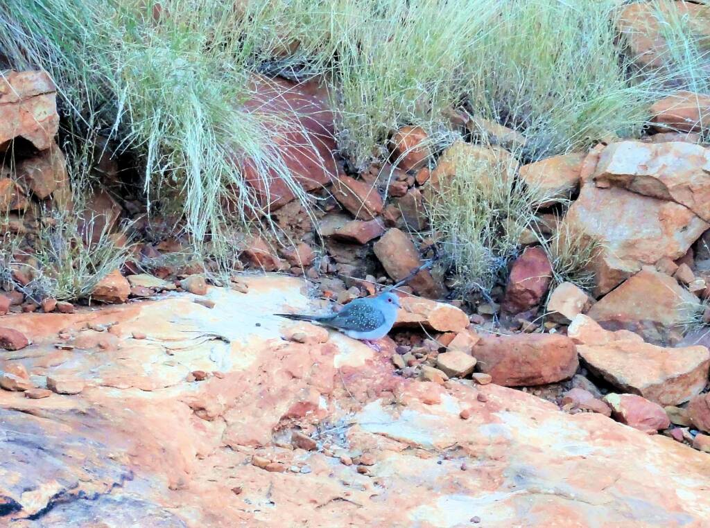 Diamond Dove (Geopelia cuneata), Ormiston Gorge, NT