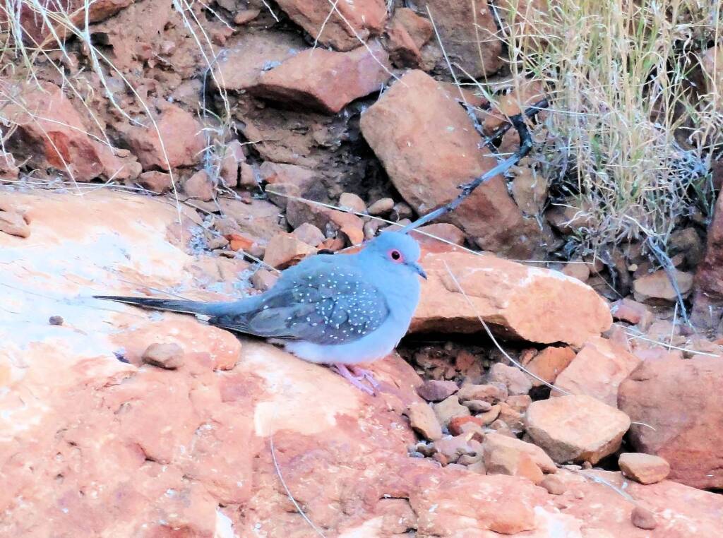 Diamond Dove (Geopelia cuneata), Ormiston Gorge, NT