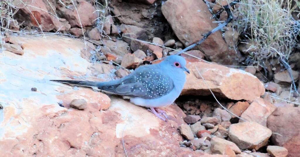 Diamond Dove (Geopelia cuneata), Ormiston Gorge, NT