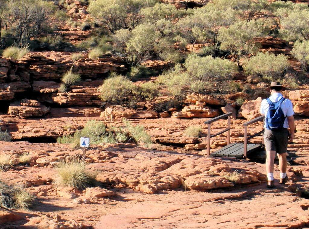 Dingo (Canis dingo), Kings Canyon