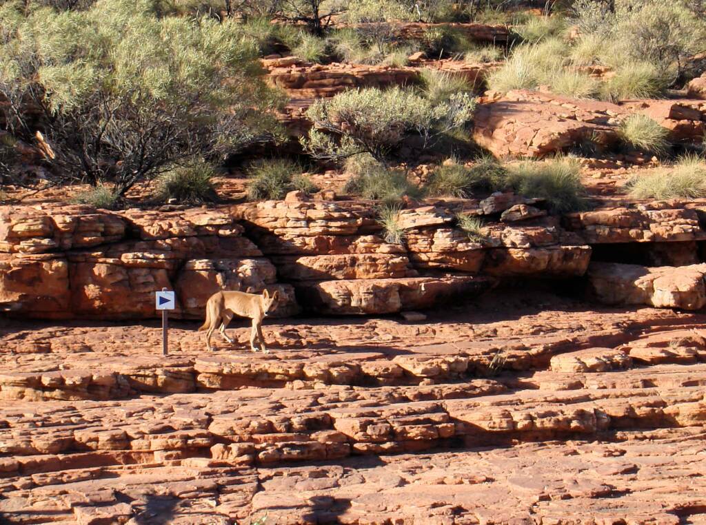 Dingo (Canis dingo), Kings Canyon