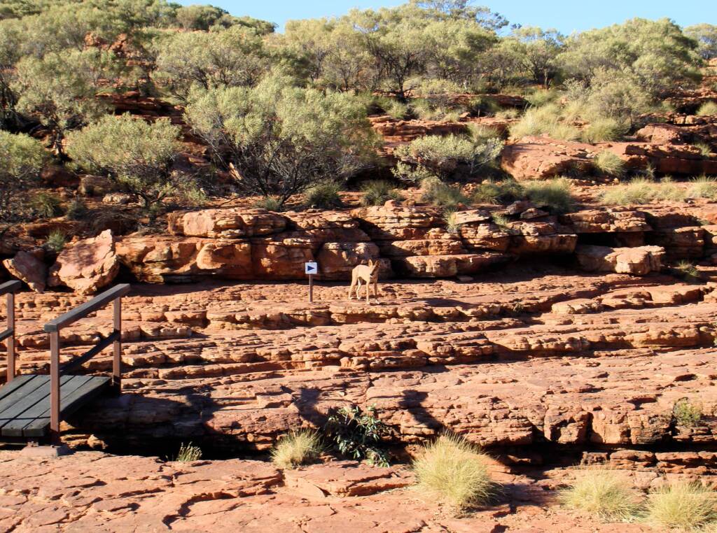 Dingo (Canis dingo), Kings Canyon