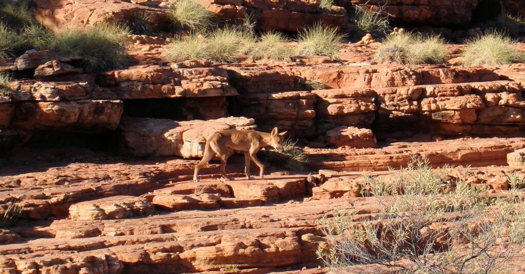 Dingo (Canis dingo), Kings Canyon