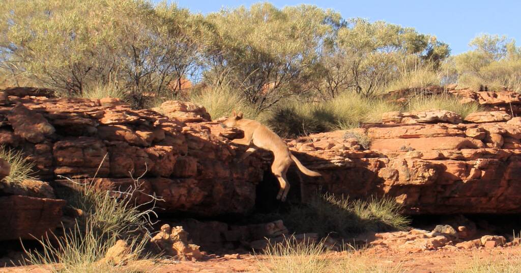 Dingo (Canis dingo), Kings Canyon