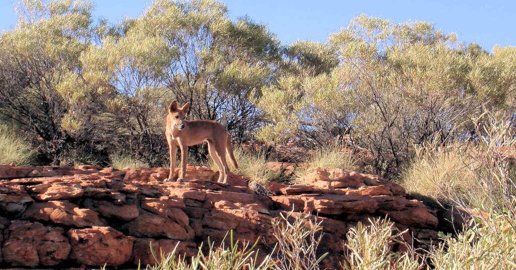 Dingo (Canis dingo), Kings Canyon