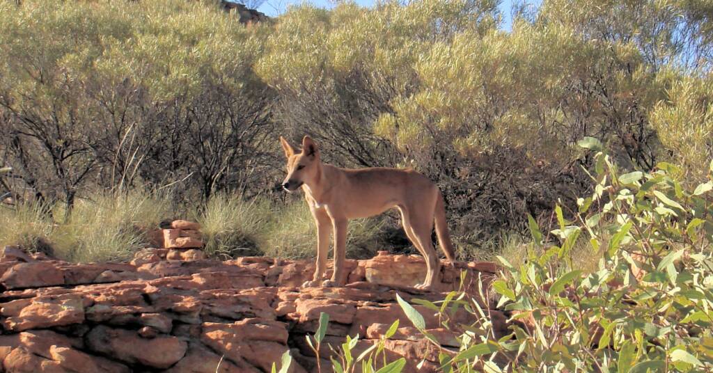 Dingo (Canis dingo), Kings Canyon