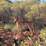 Dingo (Canis dingo), Kings Canyon