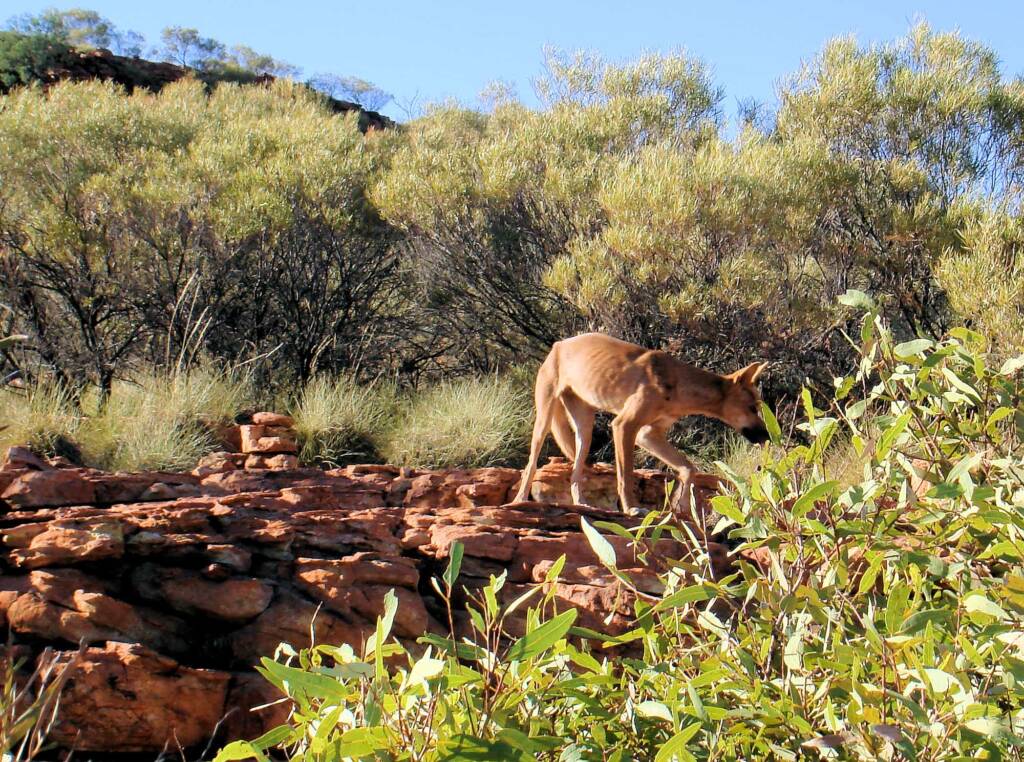 Dingo (Canis dingo), Kings Canyon
