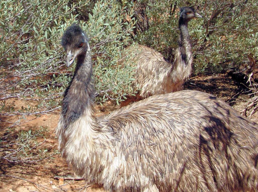Emu (Dromaius novaehollandiae), Alice Springs Desert Park
