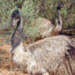 Emu (Dromaius novaehollandiae), Alice Springs Desert Park