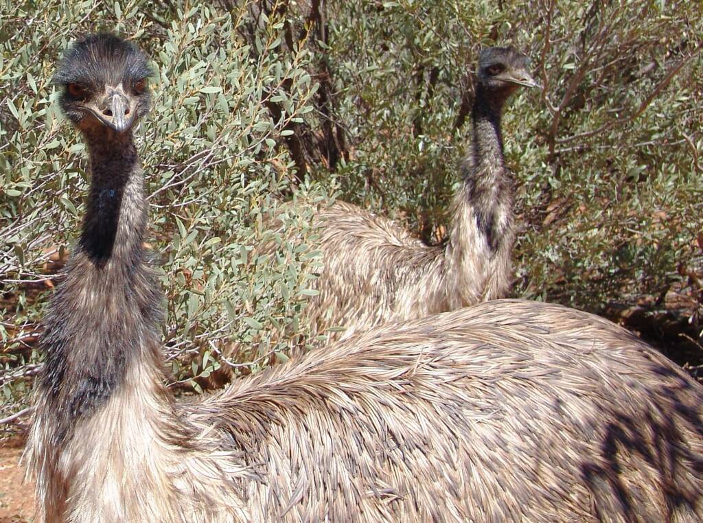 Emu (Dromaius novaehollandiae), Alice Springs Desert Park