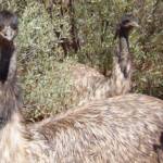 Emu (Dromaius novaehollandiae), Alice Springs Desert Park
