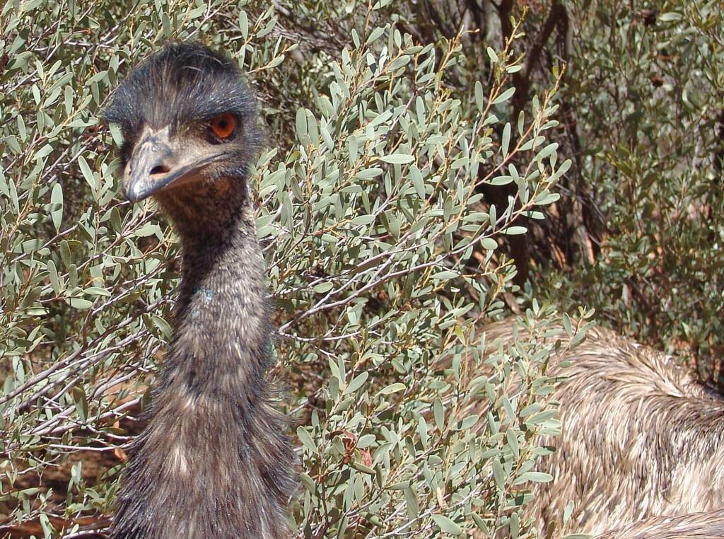 Emu (Dromaius novaehollandiae), Alice Springs Desert Park