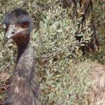 Emu (Dromaius novaehollandiae), Alice Springs Desert Park