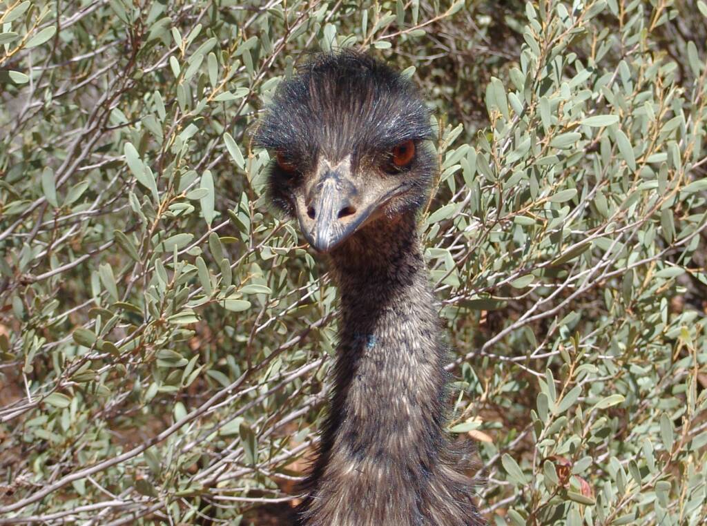 Emu (Dromaius novaehollandiae), Alice Springs Desert Park