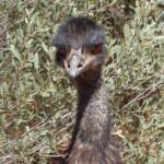 Emu (Dromaius novaehollandiae), Alice Springs Desert Park