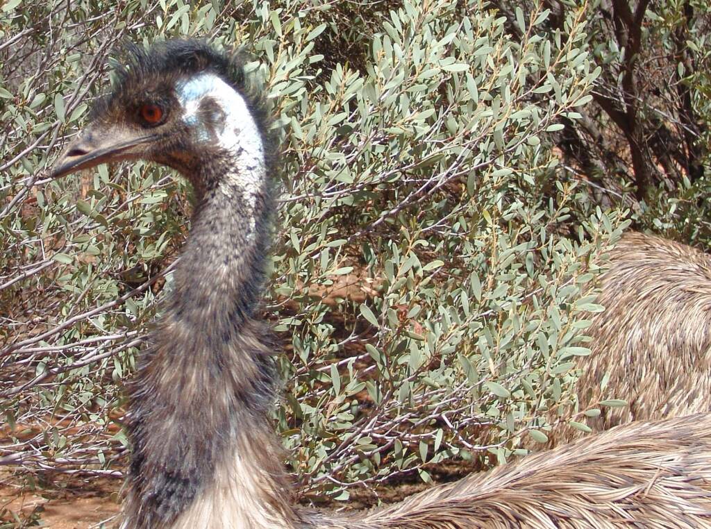Emu (Dromaius novaehollandiae), Alice Springs Desert Park