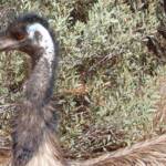 Emu (Dromaius novaehollandiae), Alice Springs Desert Park